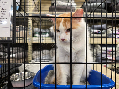 kneading-kittys-rescue-img-03